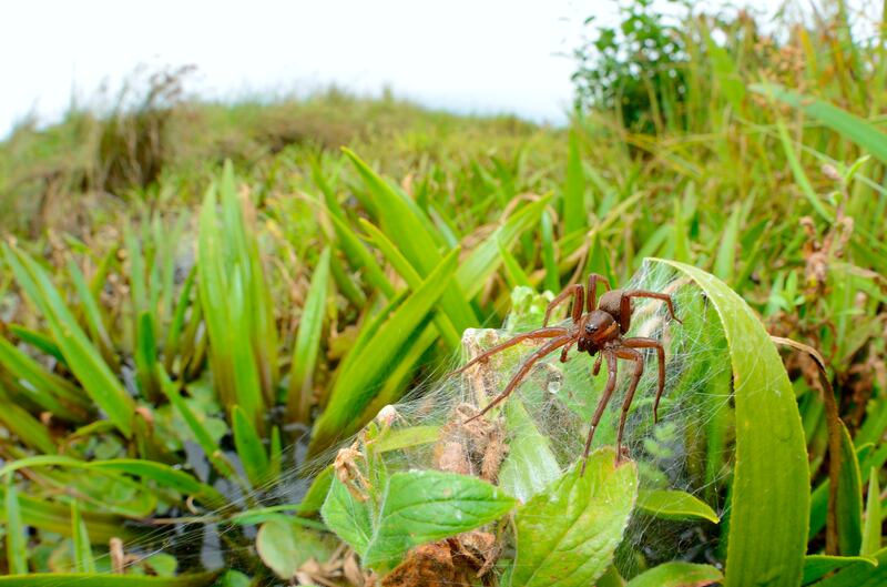 Fen raft spider numbers have increased