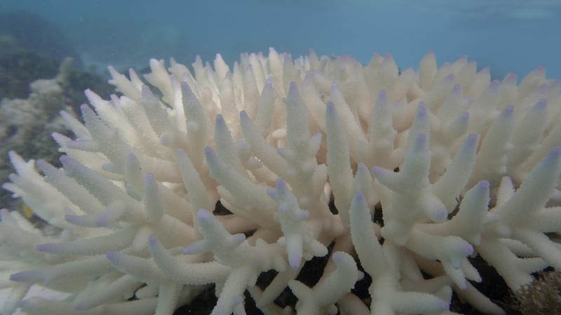 High sea temperatures have led to bleaching, which can kill corals