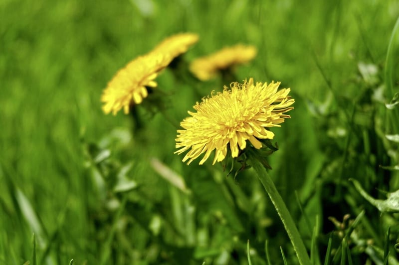 Golfers are afraid of a dandelion epidemic 