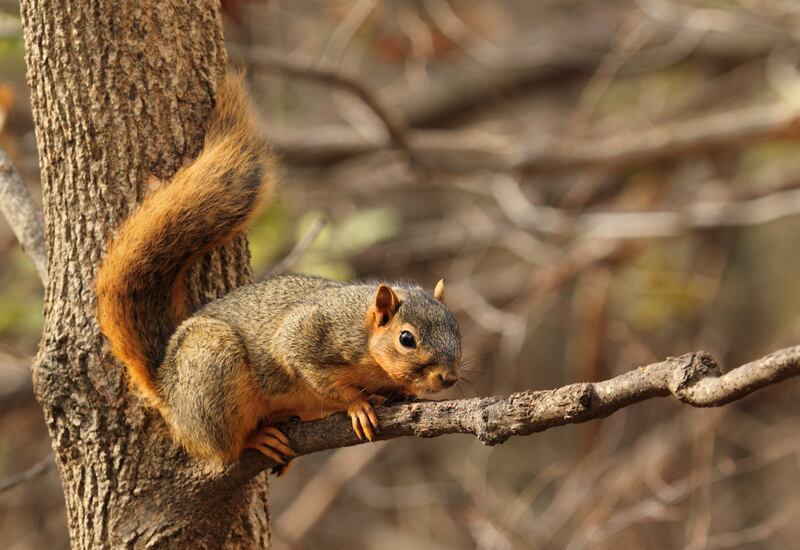 Fox Squirrel.