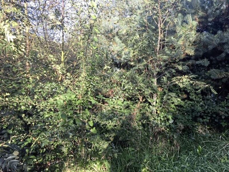 The ground was boggy in parts and the alder and willow have thrived 