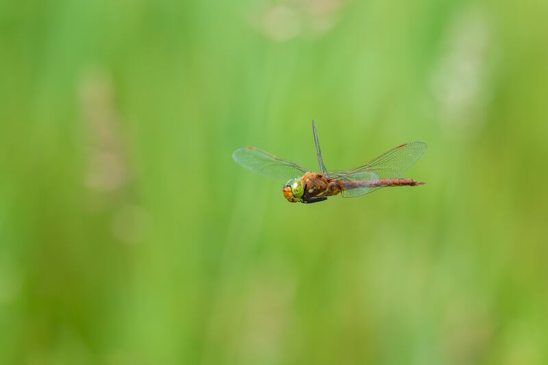 The Norfolk hawker dragonfly is among those recorded at Wicken Fen