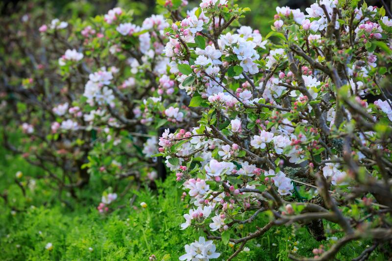 Apple ‘Red Devil’ in RHS Garden Rosemoor