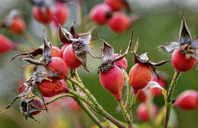 After the flowers come rose hips