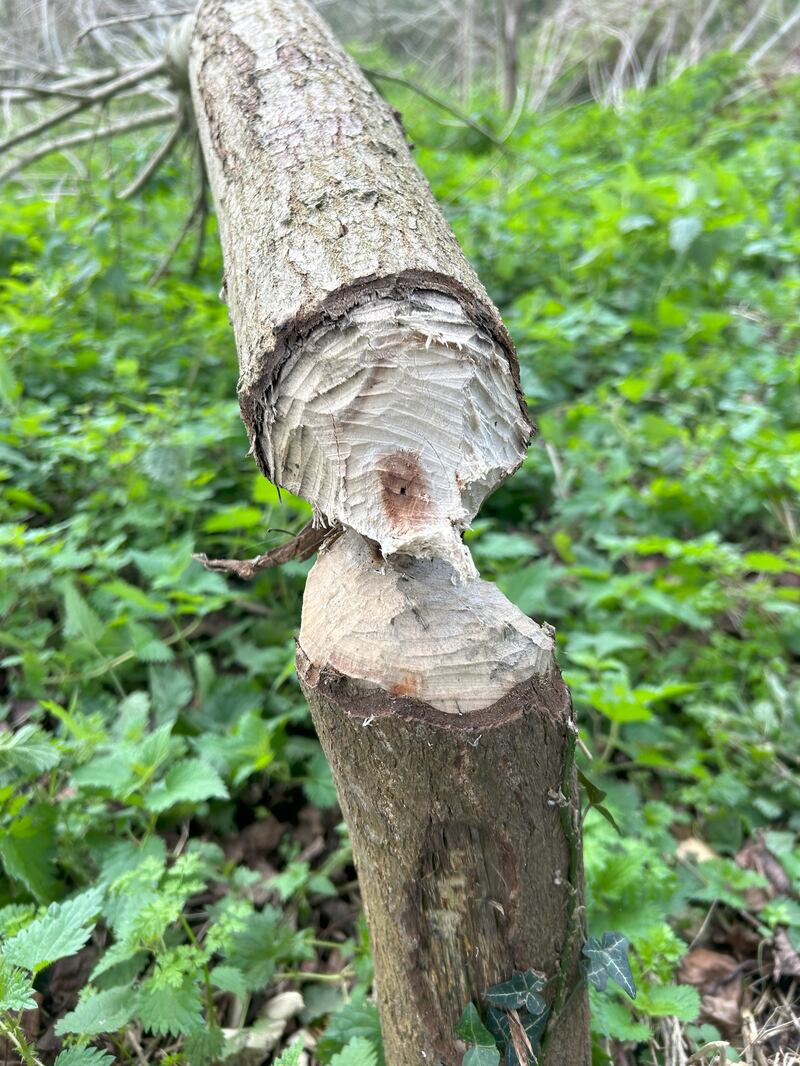 A beaver-felled tree by Dorset River, the latest sign of a comeback by the dam-making mammal confirming that beavers are living in the area