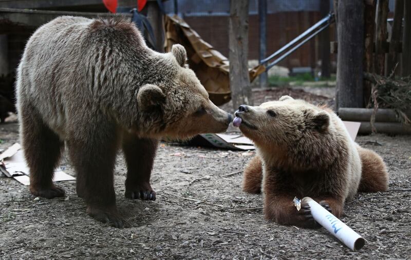 Rescued brown bear cubs Mish, left, and Lucy explore gifts stuffed with their favourite treats ahead of their move from the Wildwood Trust in Kent to their forever home at the Trust’s sister site, Escot in Devon 