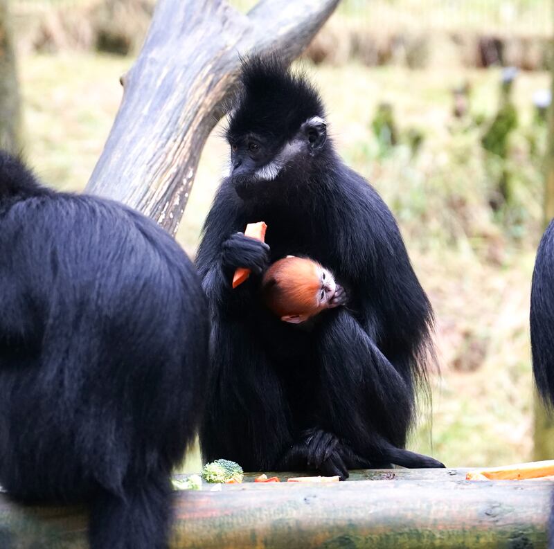 Two endangered François’ Langurs have been born in Belfast Zoo since December and are distinctive by their bright orange hair.