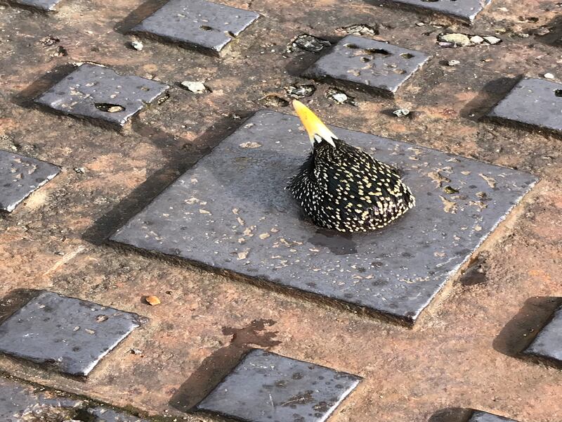 A starling stuck in a drain