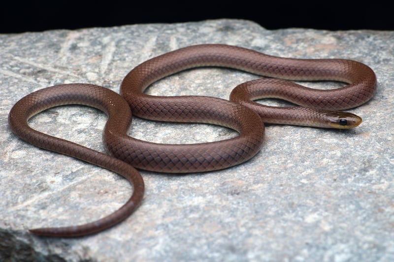 Anguiculus dicaprioi – A new species and genus of snake from the Indian Himalayas named after actor and environmentalist Leonardo DiCaprio who “has been actively involved in creating awareness about global climate change, increased biodiversity loss, and human health issues through pollution.” (NHM/Virender K. Bhardwaj)