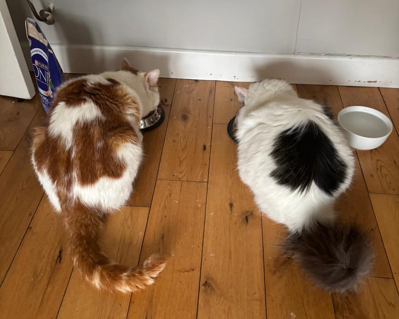 Beans (left) enjoying food at home with Missy (Cara McBurnie)