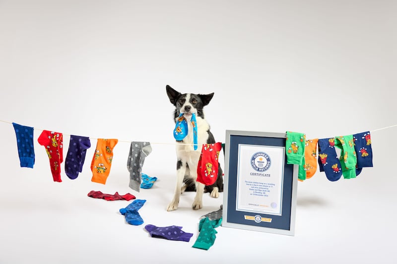 Simba broke the record for most clothes hung on a washing line by a dog in one minute (Paul Michael Hughes/Guinness World Records)