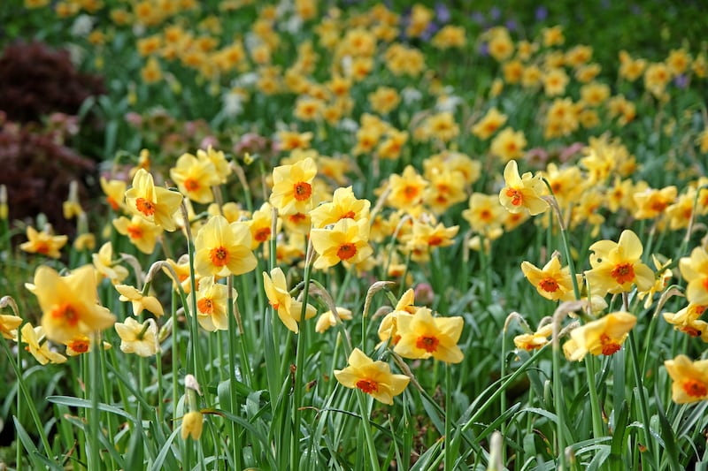 Narcissus ‘Pipe Major’