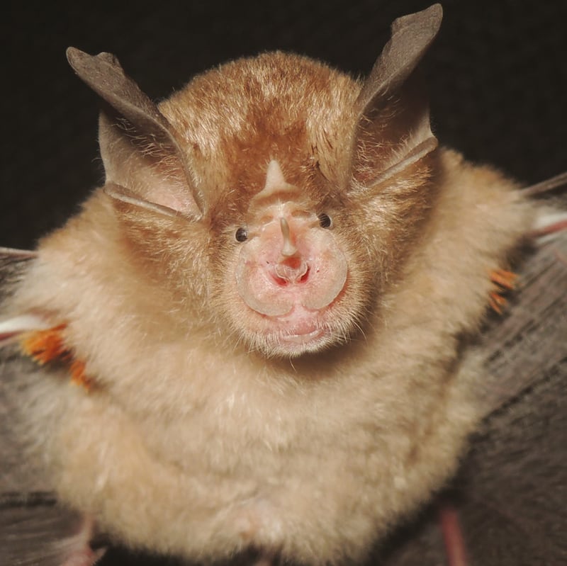 Rhinolophus webalai – while looking into the evolutionary relationships of a group of horseshoe bats, researchers realised that there was a new species hidden among them. Now called Webala’s horseshoe bat after Africa’s foremost bat biologist Dr Paul Waswa Webala. It can be found in Kenya. (NHM/Patterson et al.)