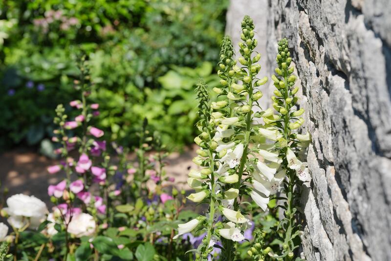 Foxgloves in the Bridgerton Garden at the Chelsea Flower Show