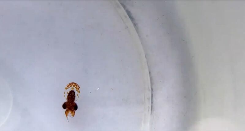 A giant Pacific octopus' eggs start to hatch