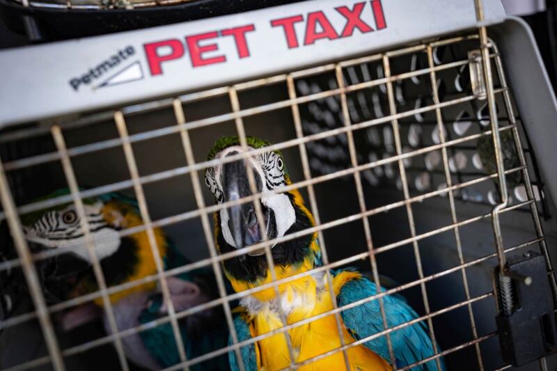 Parrots in a cage