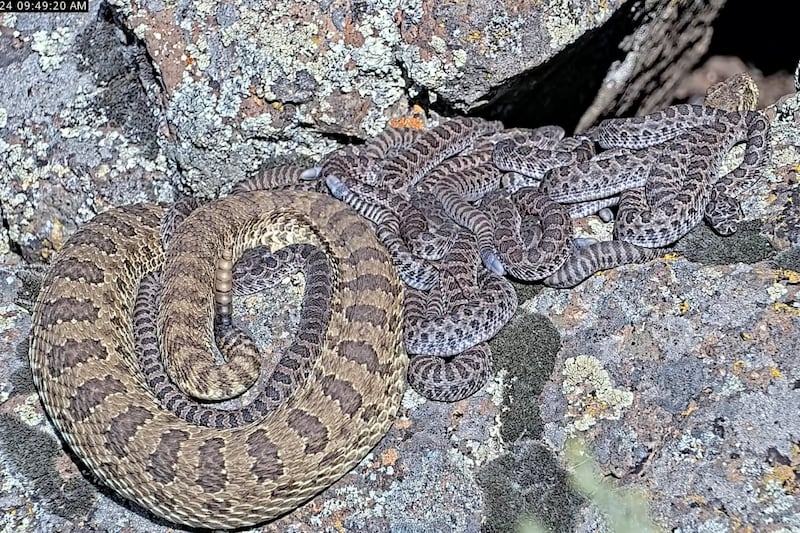 An adult rattlesnake rests with juveniles at a den under remote observation in Colorado (Project Rattlecam via AP)