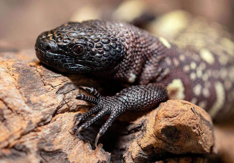 One of the two endangered venomous Mexican beaded lizards that hatched in February at an incubator is seen in Wroclaw Zoo, Poland 