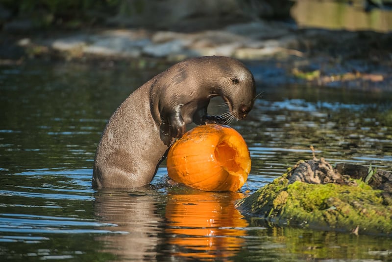 A giant otter at Chester Zoo