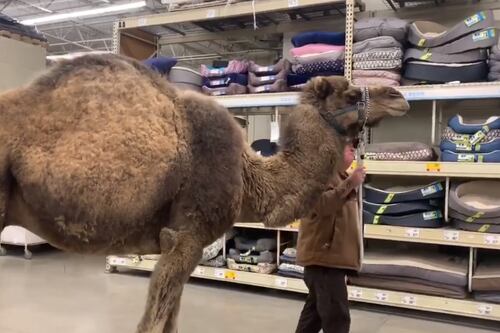 Unusual animal in the bagging area as camel visits pet shop