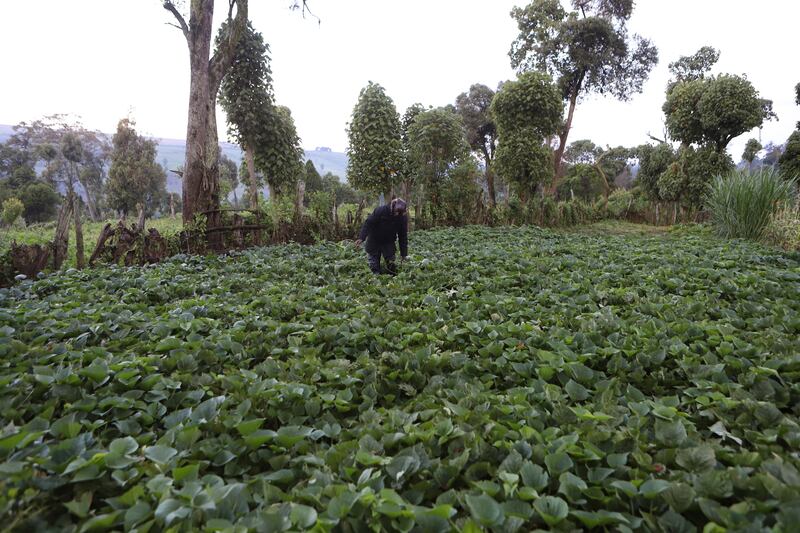 James Tobiko, a farmer, on his vegetable farm that was n’t affected by flooding due to terracing in Narok, Kenya (Andrew Kasuku/AP)