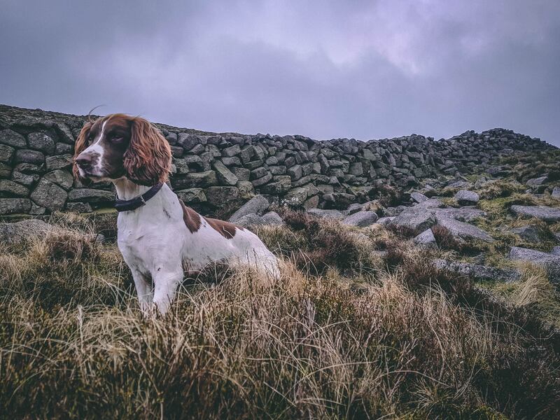 A conservation detective dog at work in Nendrum, Co Down