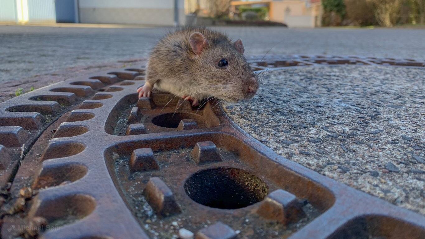 The rat escaped safely back down the sewer after being rescued (Berufstierrettung Rhein Neckar)