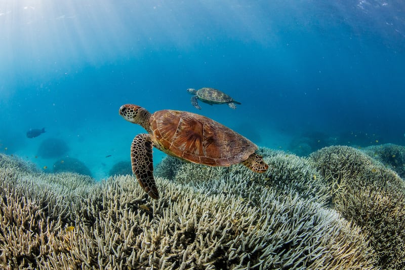 Coral bleaching on the Southern Great Barrer Reef