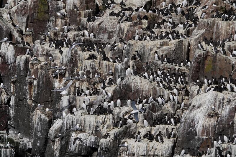 The National Trust warned other seabirds on the Farne Islands appear to be suffering stark declines