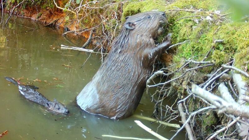 Mum and baby beaver at Ewhurst Park, Hampshire. (Ewhurst Park)