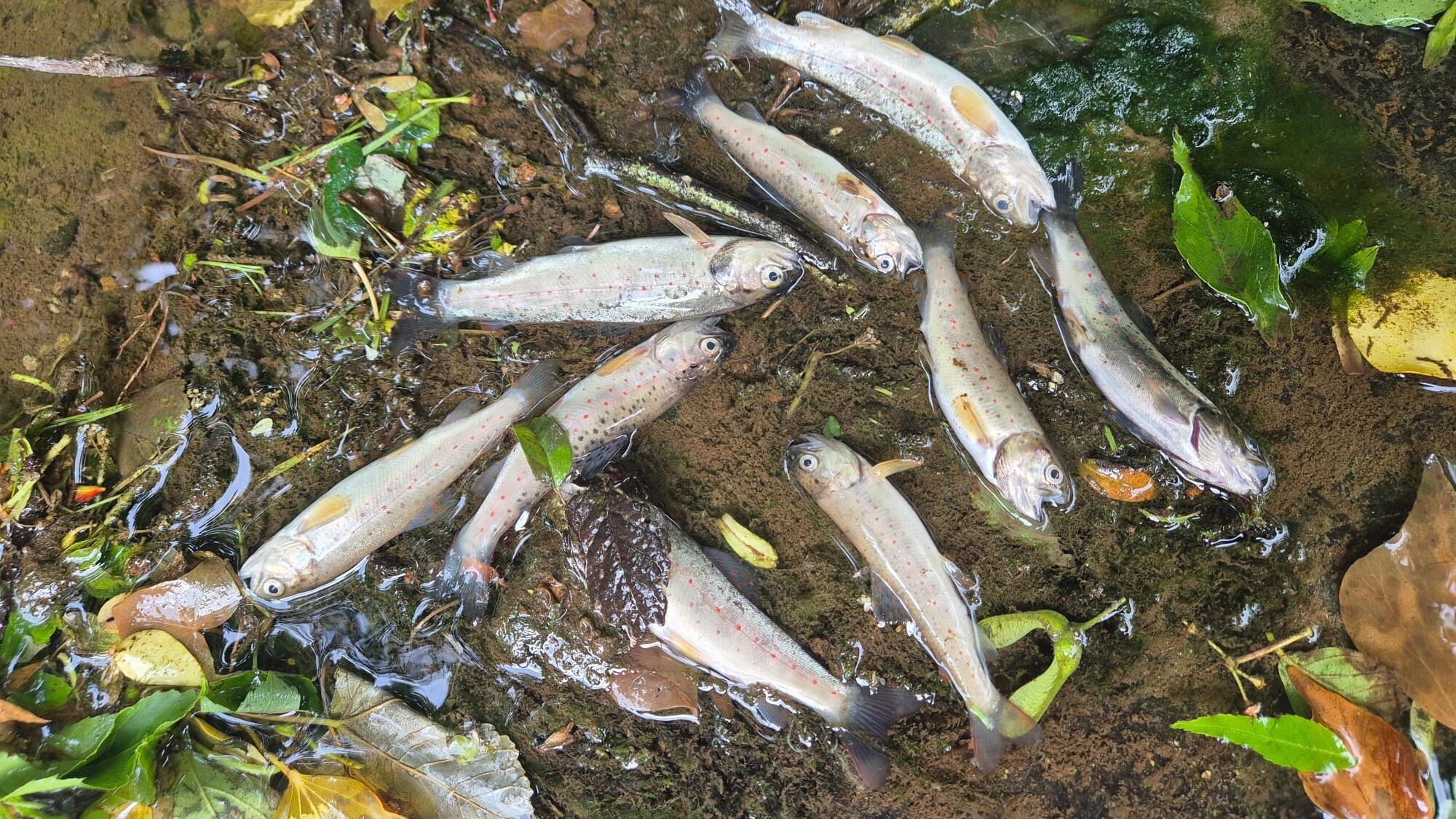 Inland Fisheries Ireland said the fish kill included juvenile Atlantic salmon, brown trout and European eel.