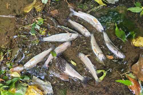 Hundreds of fish killed in suspected pollution incident