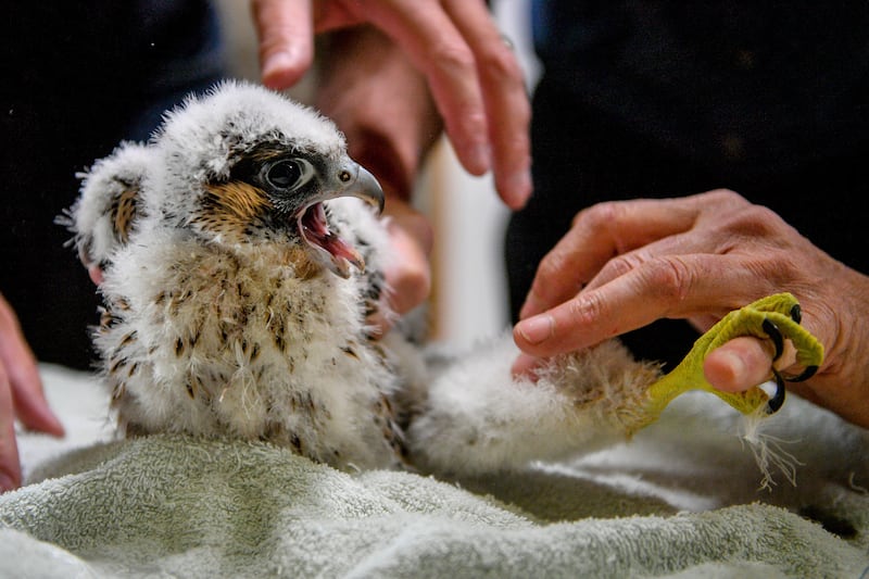 Peregrine chicks at Salisbury Cathedral