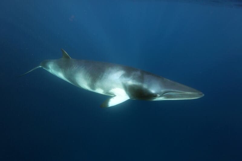 The fishing rope could cut minke whale entanglements significantly