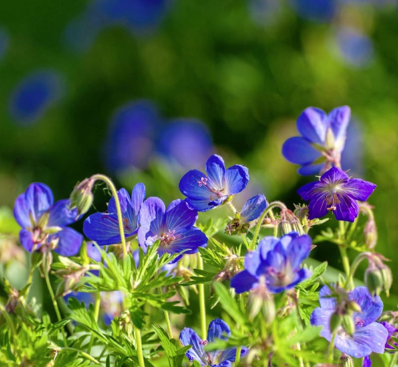 Geranium 'Rozanne' - an outstanding cranesbill