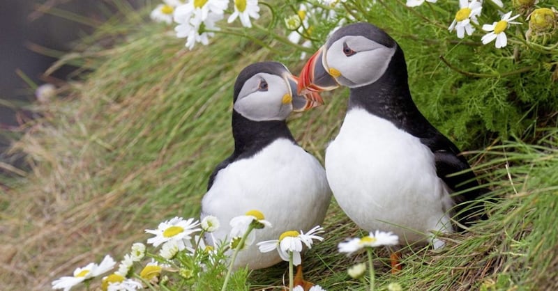 Puffins on Rathlin island. Picture by Ric Else via RSPB 