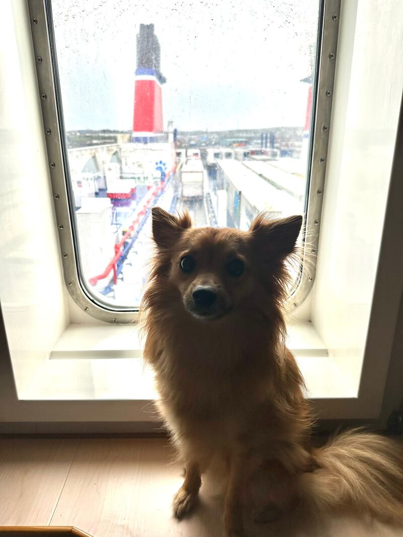 Kim Ward usually travels to Ireland by ferry for Christmas to bring her dog Ziggy home