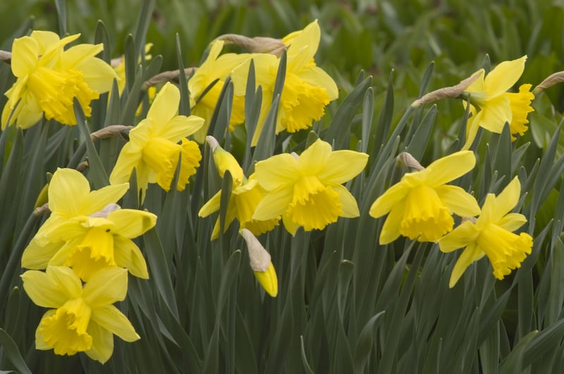 Narcissus ‘Carlton’ in a garden