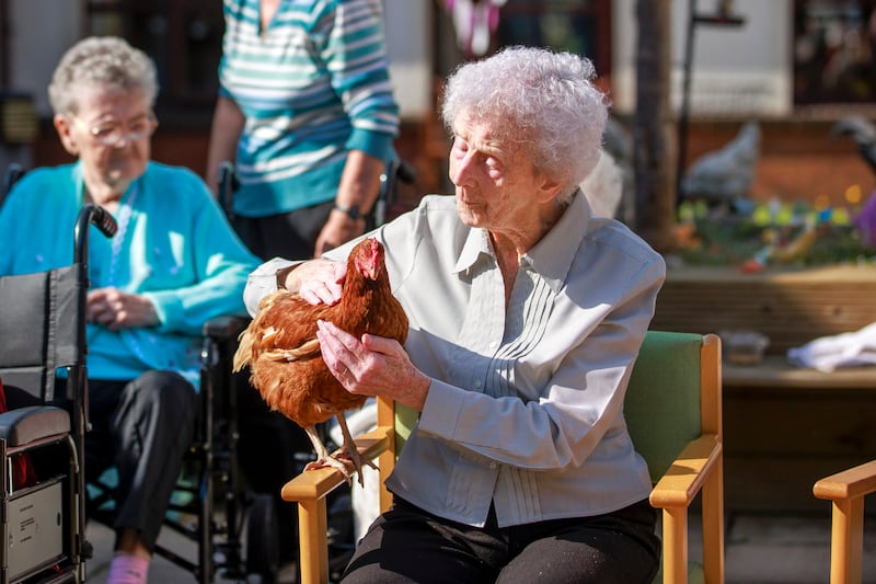 Seapatrick Care Home resident Celine sings On A Bicycle Built For Two to a chicken during a pet therapy session in the Banbridge Care Home. Picture date: Thursday September 19, 2024. PA Photo. See PA story ULSTER Animals. Photo credit should read: Liam McBurney/PA Wire