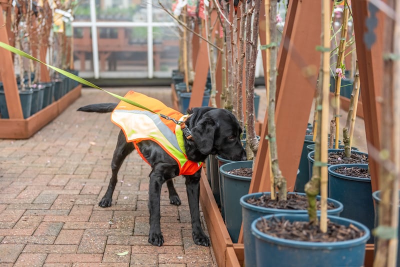 Ivor the sniffer dog is trained at Bents Garden Centre. (Forest Research and Canine Assisted Pest Eradication)