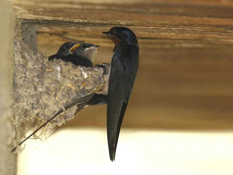 Swallows nesting in an outhouse