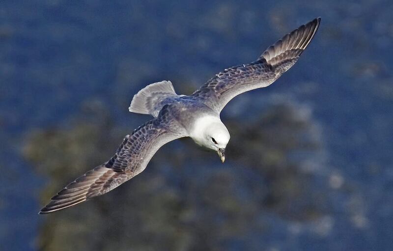 The Fulmar flies low over the sea on stiff wings 