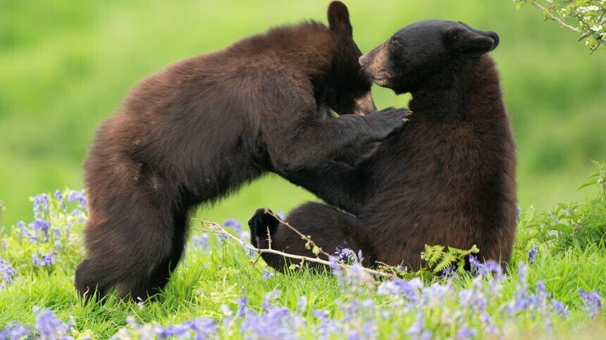 One-year-old North American black bear cubs explore their surroundings in the drive-through enclosure at Woburn Safari Park in Bedfordshire (Joe Giddens/PA)