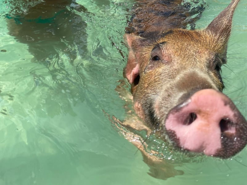 Pig swimming at Ship Channel Cay, Exuma,