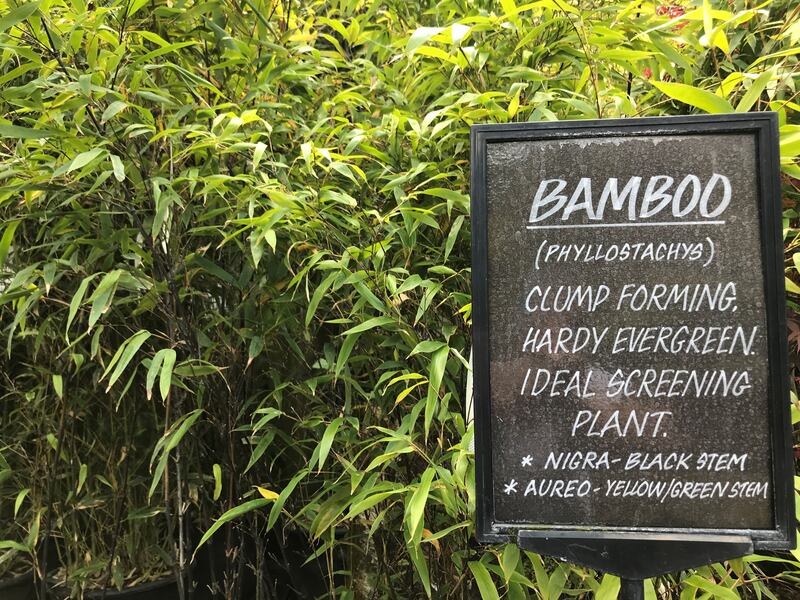 Bamboo in pots is good for screening