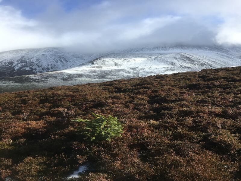 Sitka spruce regenerating