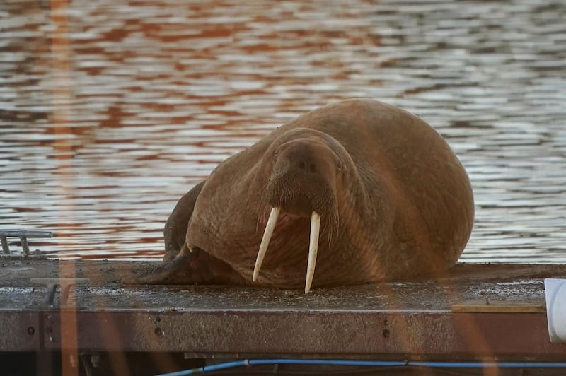Walrus sightings off UK coast