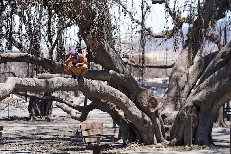 A man reacts as he sits on the Lahaina historic banyan tree damaged by the wildfire.