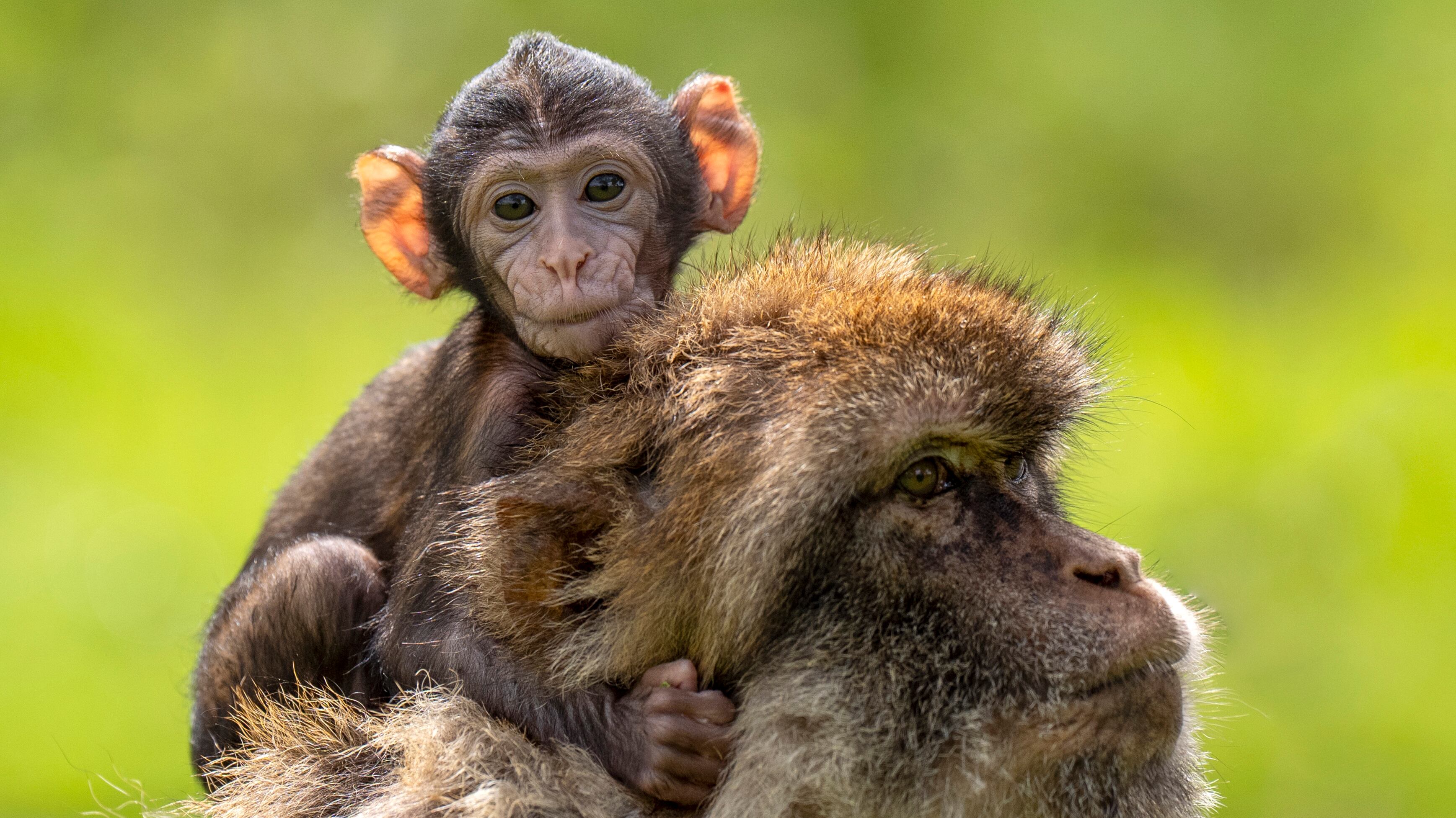 Hayley, a baby macaque who was born on May 13 at Blair Drummond Safari and Adventure Park, near Stirling, with her mother Orcus