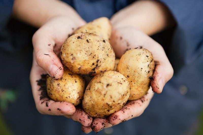 The economy of the potato